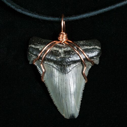Fossil Angustiden Tooth Necklace - Pre Megalodon #4554